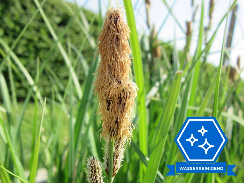 XXL Filter-Segge - Carex gracillis / acuta im zwei Liter Topf